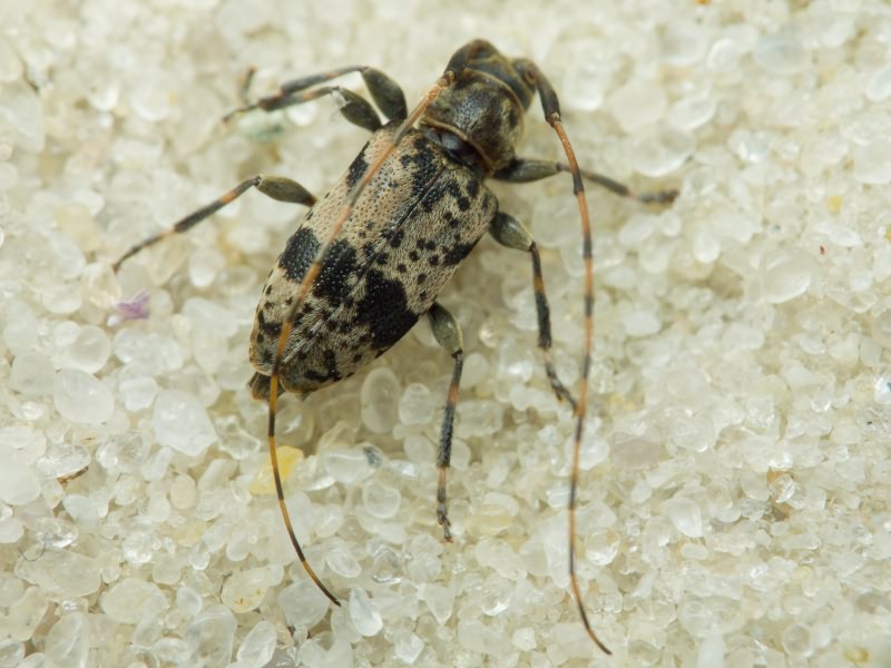 Leiopus femoratus Fairmaire, 1859